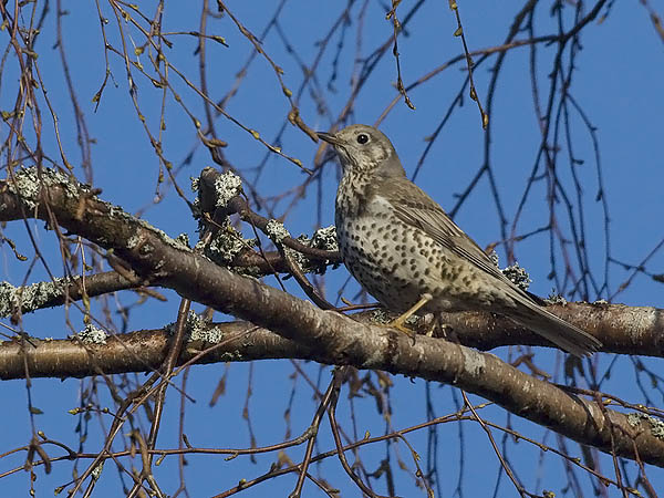 Kulorastas, Mistle Thrush, Turdus viscivorus